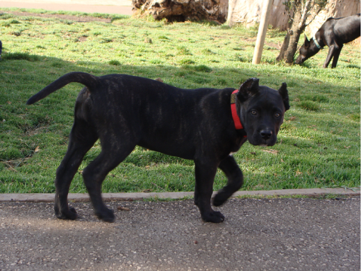 Es una presa canario Es una presa canario
